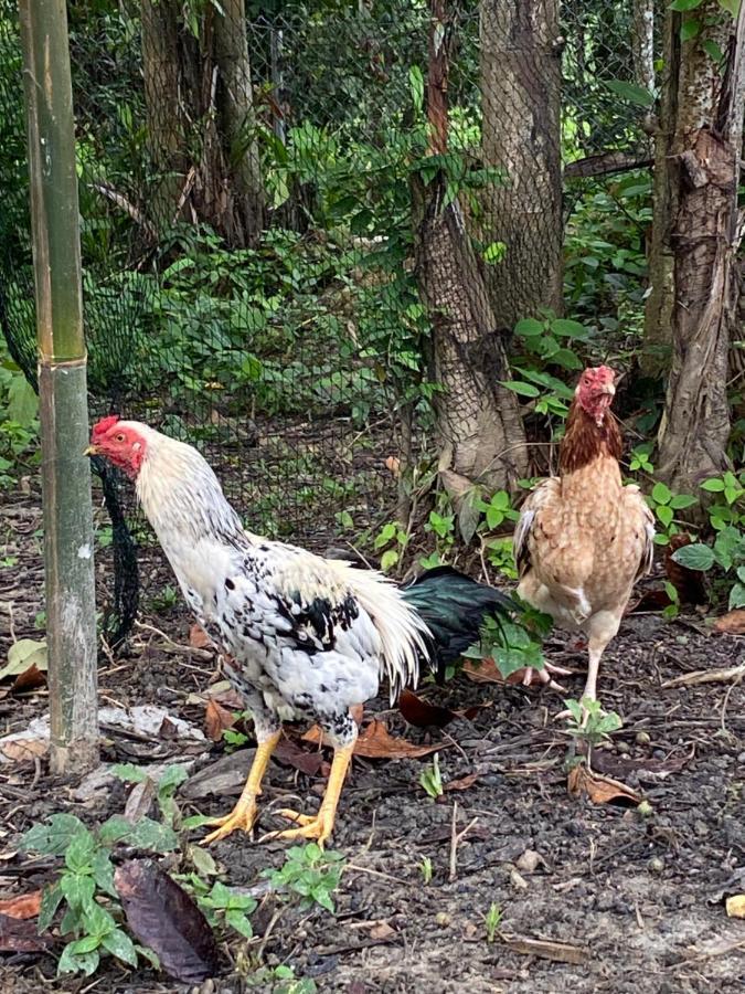 Kebun Lisdtari Farmstay Air Hangat Luaran gambar